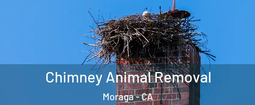  Chimney Animal Removal Moraga - CA